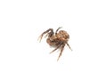 Female crab spider Xysticus cristatus