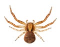 Crab spider, Xysticus sp