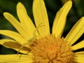 Crab spider on yellow daisy flower Royalty Free Stock Photo