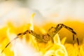 Crab spider on a yellow flower Royalty Free Stock Photo