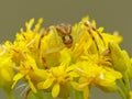 Crab Spider On Yellow Flower Royalty Free Stock Photo