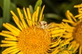 Crab spider on yellow flower macro Royalty Free Stock Photo