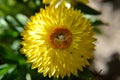 Crab Spider on Dreamtime Jumbo Yellow Strawflower Royalty Free Stock Photo