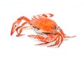 Crab steamed seafood on white background