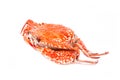 Crab steamed seafood on white background