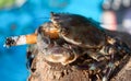 Crab in stres with cigarette ,Goa, India Royalty Free Stock Photo