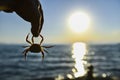 Crab and sunrises Royalty Free Stock Photo