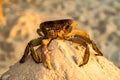 Crab - Sunset and night Curacao Views Royalty Free Stock Photo