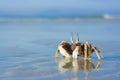 Crab on the tropical beach Royalty Free Stock Photo