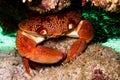 Crab under a stone in the oman Royalty Free Stock Photo