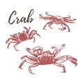 Crab vector illustration. Crab hand drawing Royalty Free Stock Photo