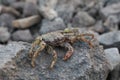 Crab on vulcanic stones at beach