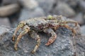 Crab on vulcanic stones at beach