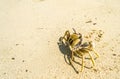 Crab walking on the beach. Royalty Free Stock Photo