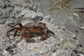 Crab walks on the sandy beach. Black Sea. Jarylgach Island Royalty Free Stock Photo