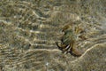 Crab in water. Black Sea Royalty Free Stock Photo