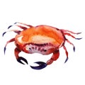 Crab. watercolor painting