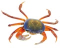 Crab on white