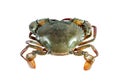 The crab on the white background.Top view. Royalty Free Stock Photo