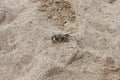 Crab on white sand at a beach Royalty Free Stock Photo