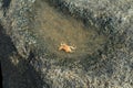 Crab ( Brachyura) crawling on a big rock Royalty Free Stock Photo