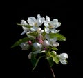 Crabapple Blossom