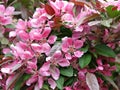 Crabapple Blossom Royalty Free Stock Photo
