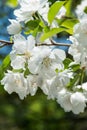 White Crabapple Blossoms with dark green and blue background