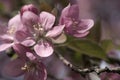 Crabapple Blossoms in Spring Royalty Free Stock Photo