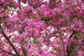 Crabapple Blossoms in the Spring Royalty Free Stock Photo