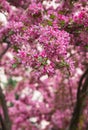 Crabapple Blossoms in the Spring Royalty Free Stock Photo