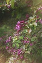 Crabapple blossums in spring