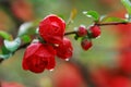 The dew on the Chinese flowering crab-apple