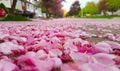 Crabapple Flower Petals on the Sidewalk