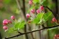 Crabapple flowers