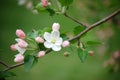 Crabapple flowers