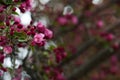 Crabapple Flowers In Spring Royalty Free Stock Photo