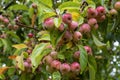 Close up of red crab apples, Malus `Evereste`, wet with rain on tree branch. Fruits and green leaves blurred in the background