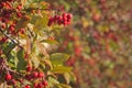 Crabapple tree background border Royalty Free Stock Photo