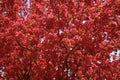 Crabapple Tree in Bloom Royalty Free Stock Photo