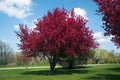 Crabapple Tree In Bloom Royalty Free Stock Photo