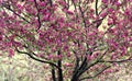 Crabapple Tree in Bloom Royalty Free Stock Photo