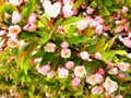 Crabapple tree in bloom Royalty Free Stock Photo