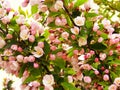Crabapple tree in bloom Royalty Free Stock Photo