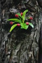 Crabapple Tree, Floral Offshoot on Trunk