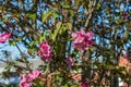 Southern Crabapple Blossoms In The Early Spring. Royalty Free Stock Photo