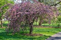 Crabapple tree in full bloom at the Brooklyn Botanic Garden Royalty Free Stock Photo