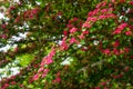 Crabapple Tree Pink Blossoms Royalty Free Stock Photo