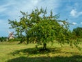 Crabapple tree Royalty Free Stock Photo