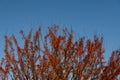 Crabapple tree in winter, red fruits on bare branches against a blue sky Royalty Free Stock Photo